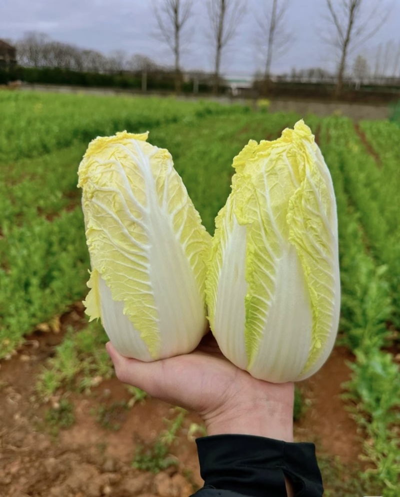 云南正宗高山黄心娃娃菜，品种优质，味道甜美