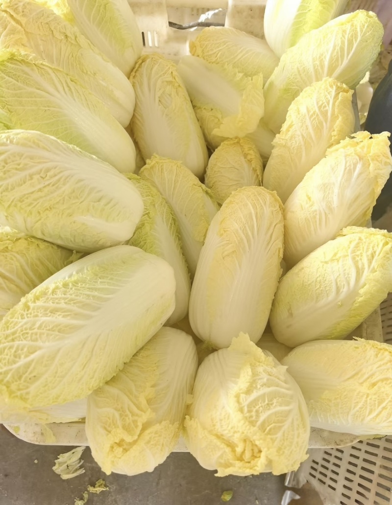 云南正宗高山黄心娃娃菜，品种优质，味道甜美