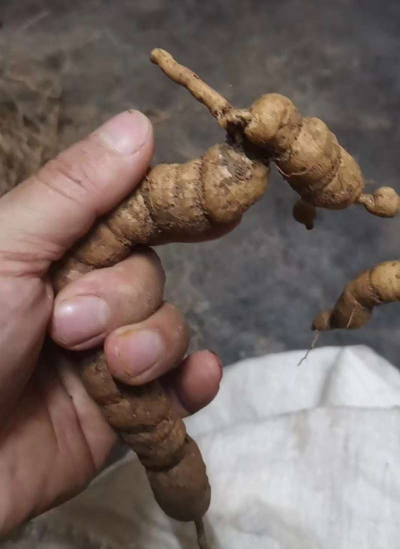 肇庆鲜巴戟天凤眼根新鲜现挖货源充足长期供货批发零售