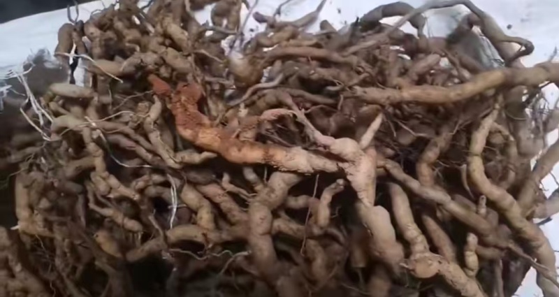 肇庆鲜巴戟天凤眼根新鲜现挖货源充足长期供货批发零售