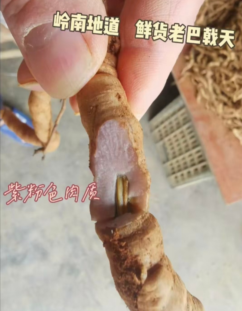 肇庆鲜巴戟天凤眼根新鲜现挖货源充足长期供货批发零售