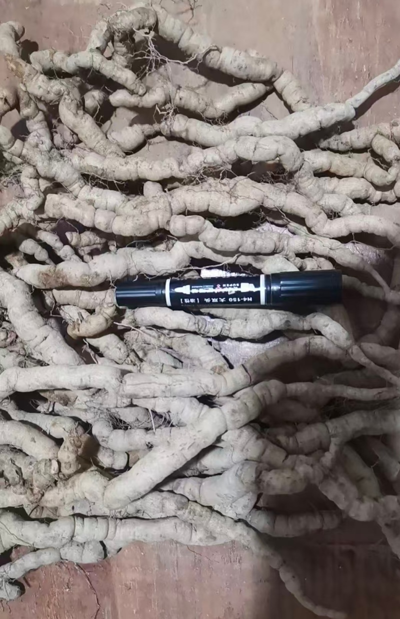 肇庆鲜巴戟天凤眼根新鲜现挖货源充足长期供货批发零售