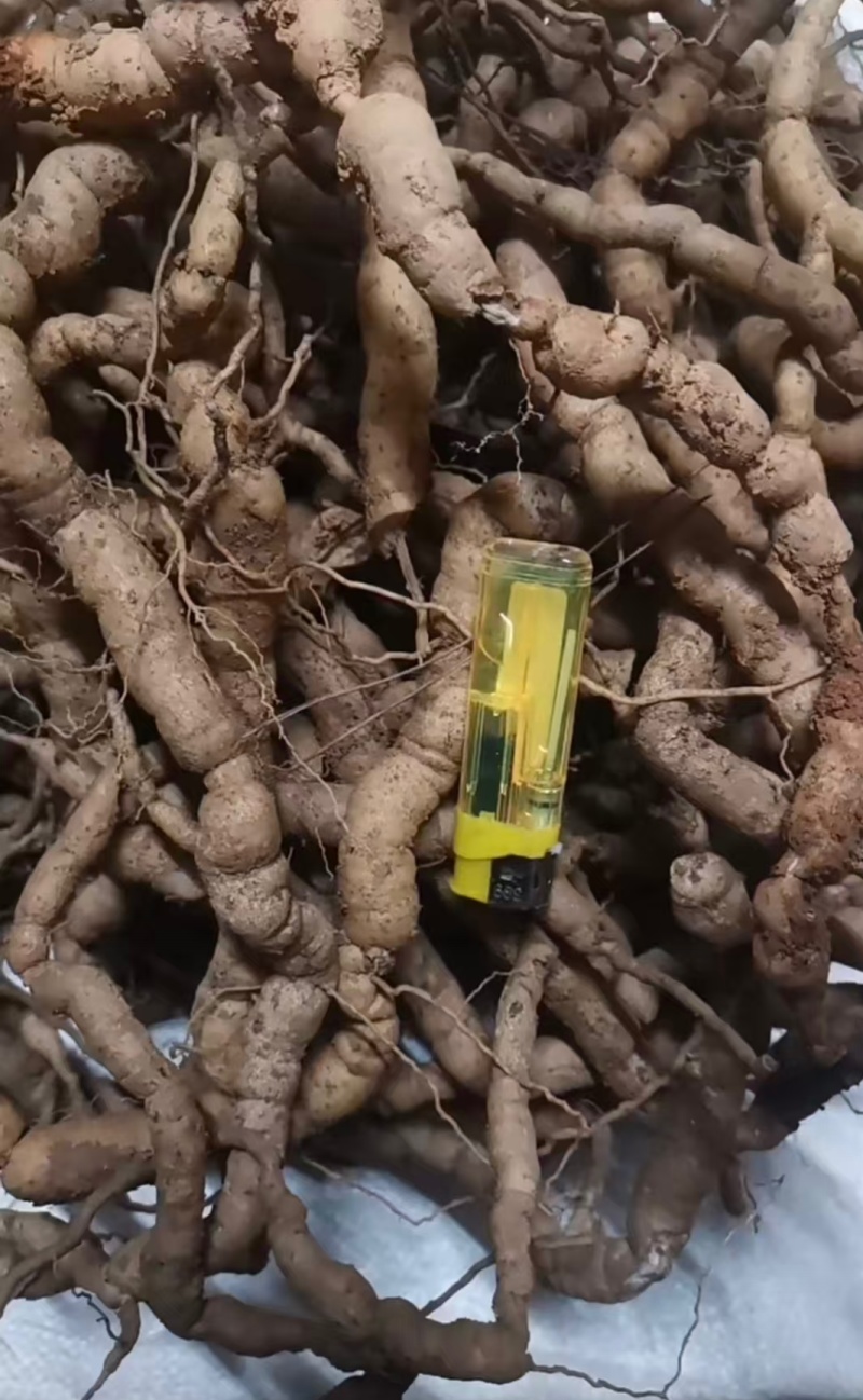 肇庆鲜巴戟天凤眼根新鲜现挖货源充足长期供货批发零售