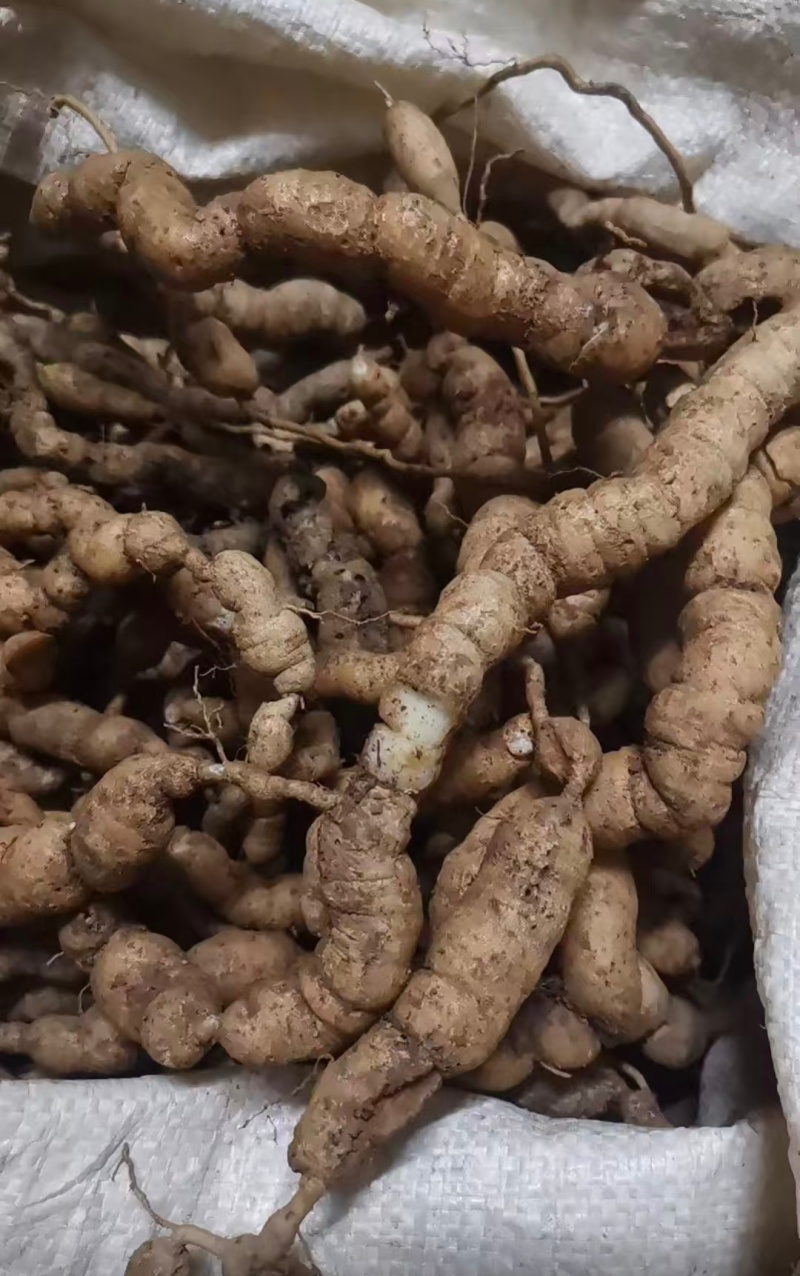 肇庆鲜巴戟天凤眼根新鲜现挖货源充足长期供货批发零售