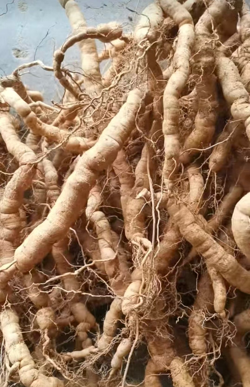 肇庆鲜巴戟天凤眼根新鲜现挖货源充足长期供货批发零售