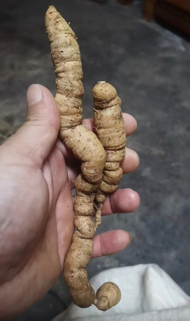 肇庆鲜巴戟天凤眼根新鲜现挖货源充足长期供货批发零售