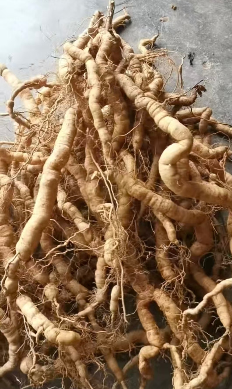 肇庆鲜巴戟天凤眼根新鲜现挖货源充足长期供货批发零售