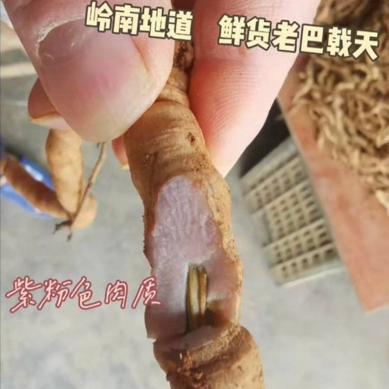 肇庆鲜巴戟天凤眼根新鲜现挖货源充足长期供货批发零售