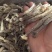 精品鹿茸菇大量供应，保质保量，诚信经营，可视频看货，量大从优