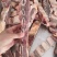 满肉牛肋排