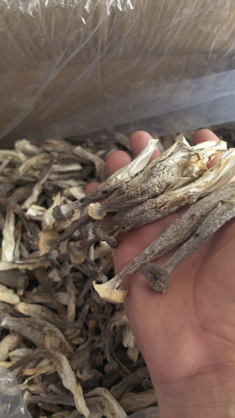 精品鹿茸菇大量供应，保质保量，诚信经营，可视频看货，量大从优