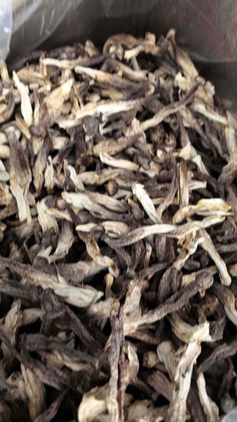 精品鹿茸菇大量供应，保质保量，诚信经营，可视频看货，量大从优