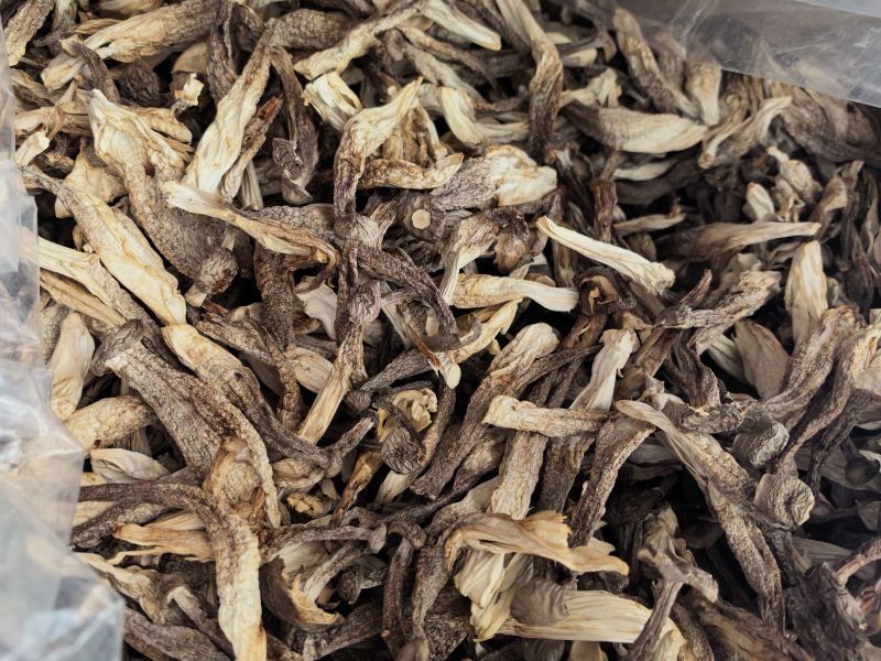 精品鹿茸菇大量供应，保质保量，诚信经营，可视频看货，量大从优