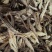 精品鹿茸菇大量供应，保质保量，诚信经营，可视频看货，量大从优