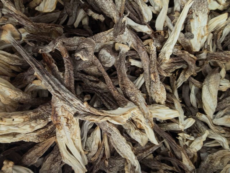 精品鹿茸菇大量供应，保质保量，诚信经营，可视频看货，量大从优