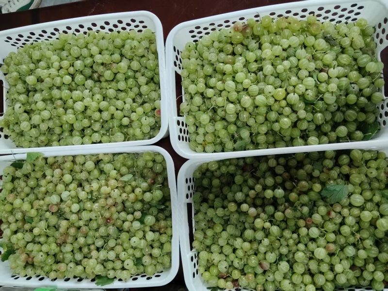 醋栗灯笼果