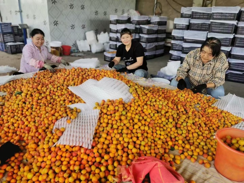 千亩吊干杏已经正式开采！品质优良，有需要的老板们请咨询我！