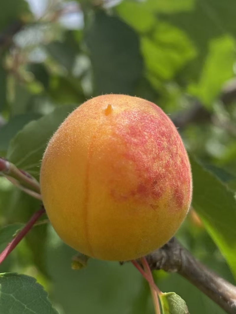 千亩吊干杏已经正式开采！品质优良，有需要的老板们请咨询我！
