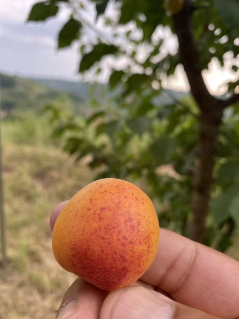 千亩吊干杏已经正式开采！品质优良，有需要的老板们请咨询我！