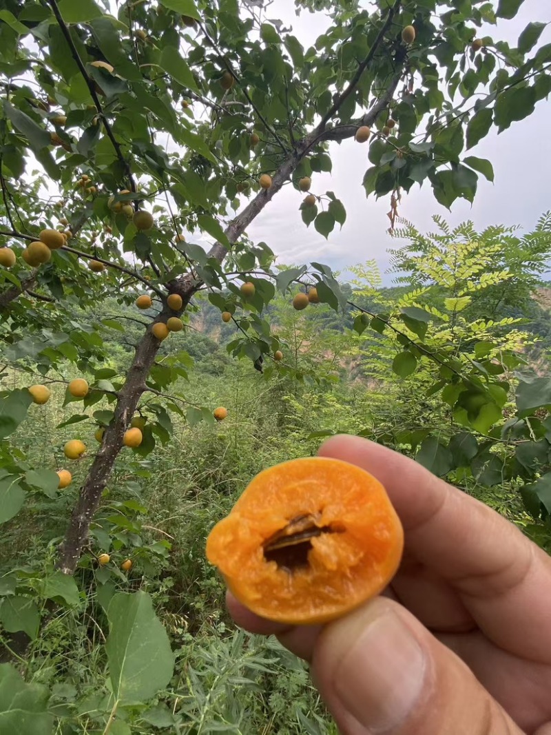 千亩吊干杏已经正式开采！品质优良，有需要的老板们请咨询我！