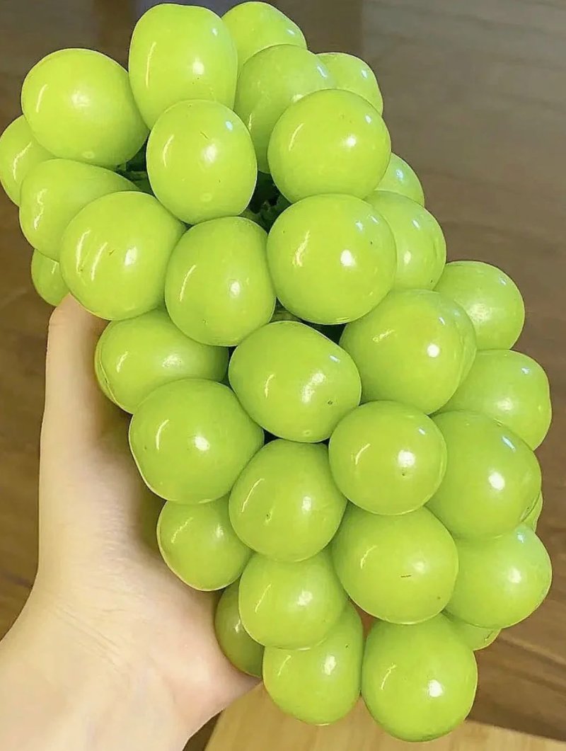 阳光玫瑰