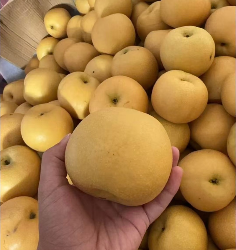 新玉梨夏至蜜梨沪晶十八产地一手货源量大从优欢迎联系