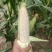朝阳区336玉米量大价优还能谈