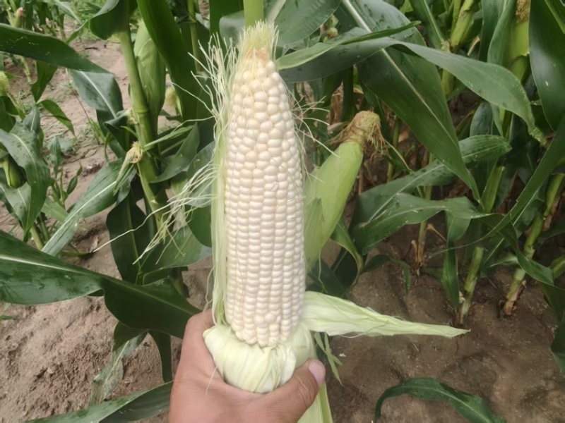 朝阳区336玉米量大价优还能谈