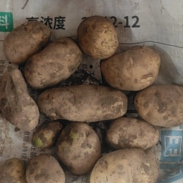 荷兰7土豆