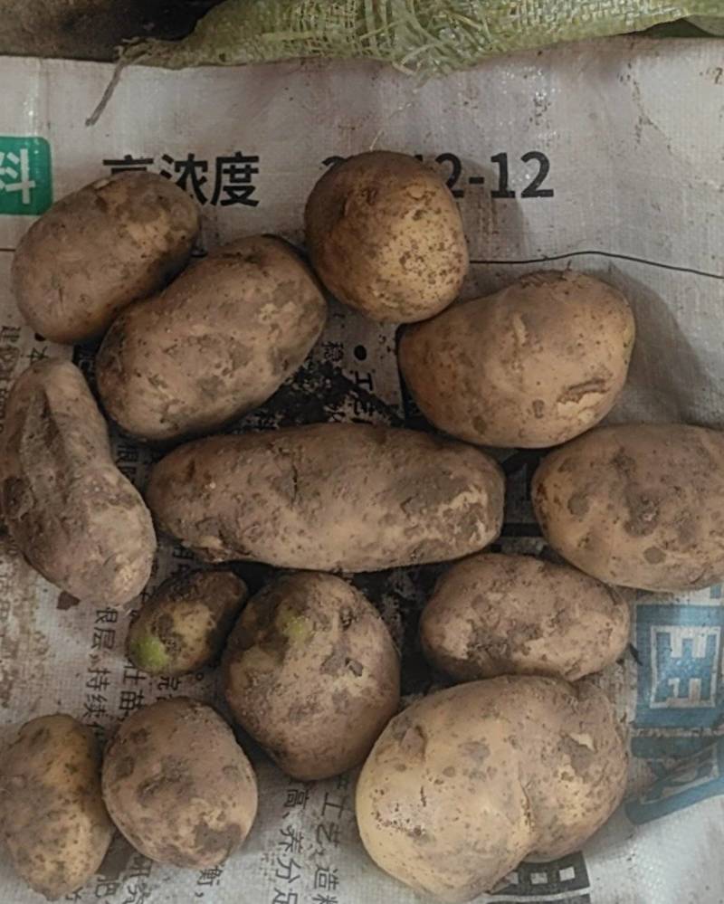 荷兰7土豆