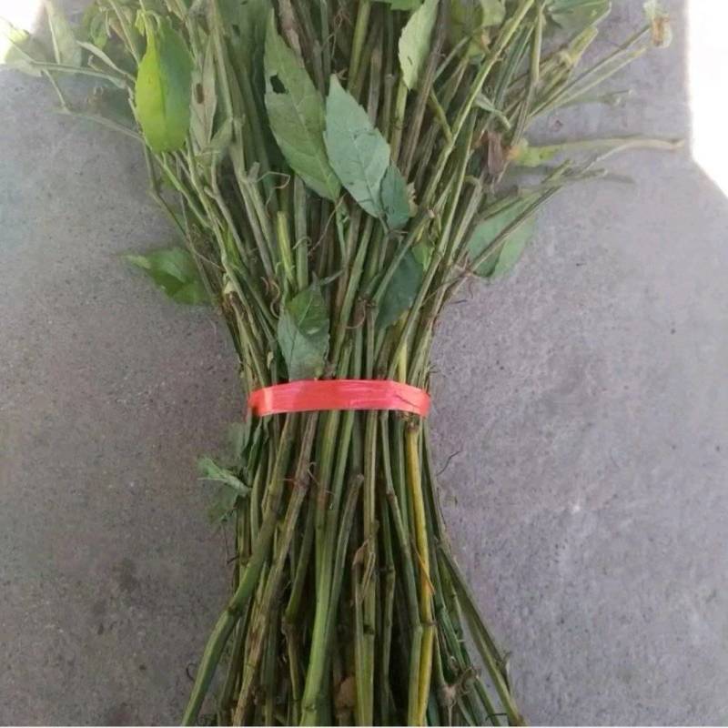三叶青二代扦插藤，产地直发货，现在冬季是成活的季节。