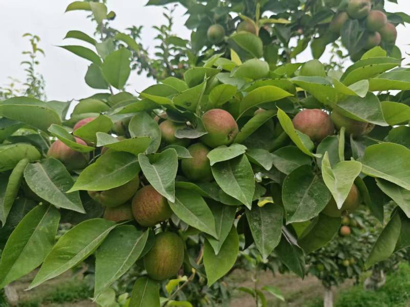 新疆红香酥早熟梨——整车发货代办业务欢迎对接