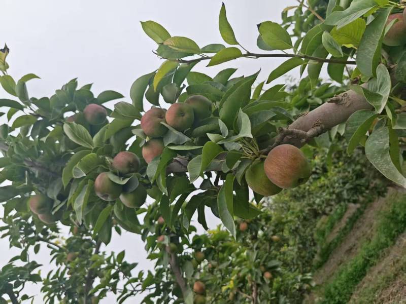 新疆红香酥早熟梨——整车发货代办业务欢迎对接