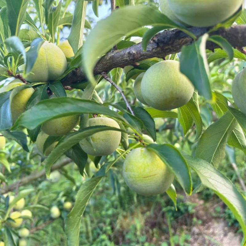 蜂糖李李子苗个大蜂蜜味