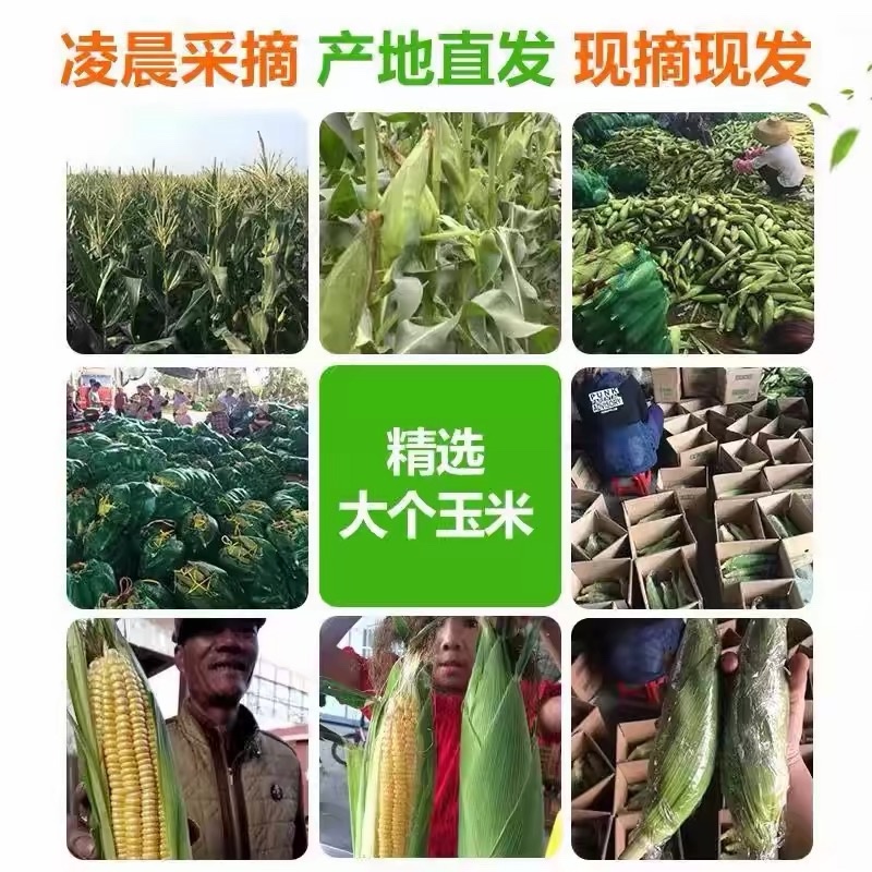 水果玉米产地直供棒大芯小玉米颗粒饱满现摘现发