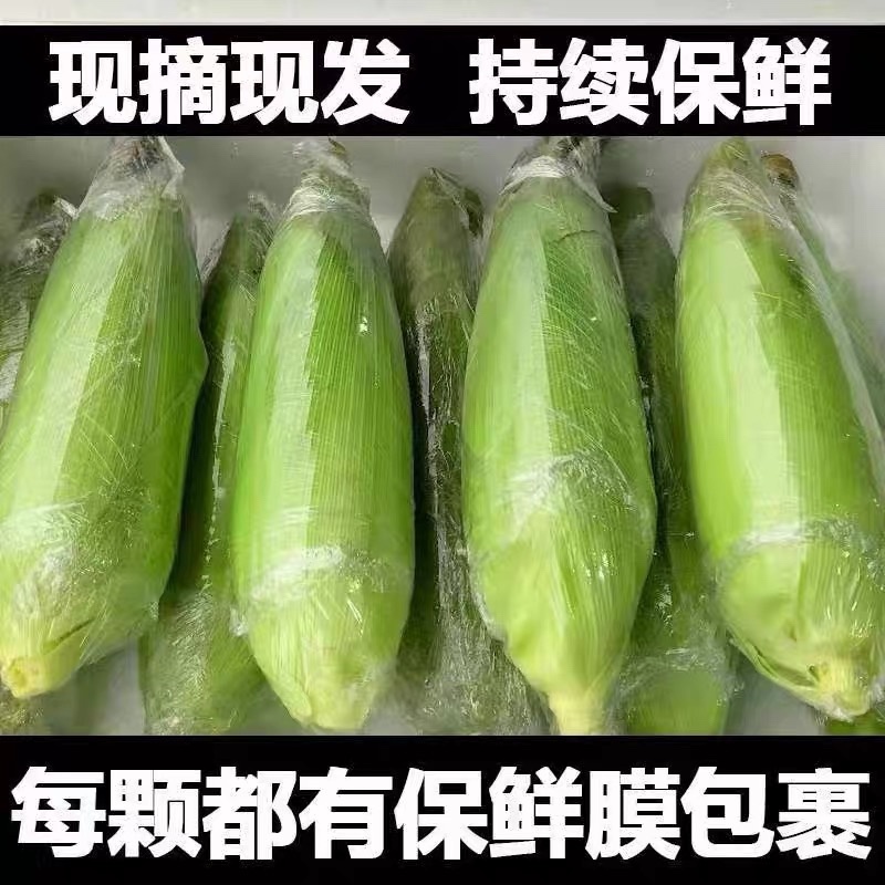 水果玉米产地直供棒大芯小玉米颗粒饱满现摘现发