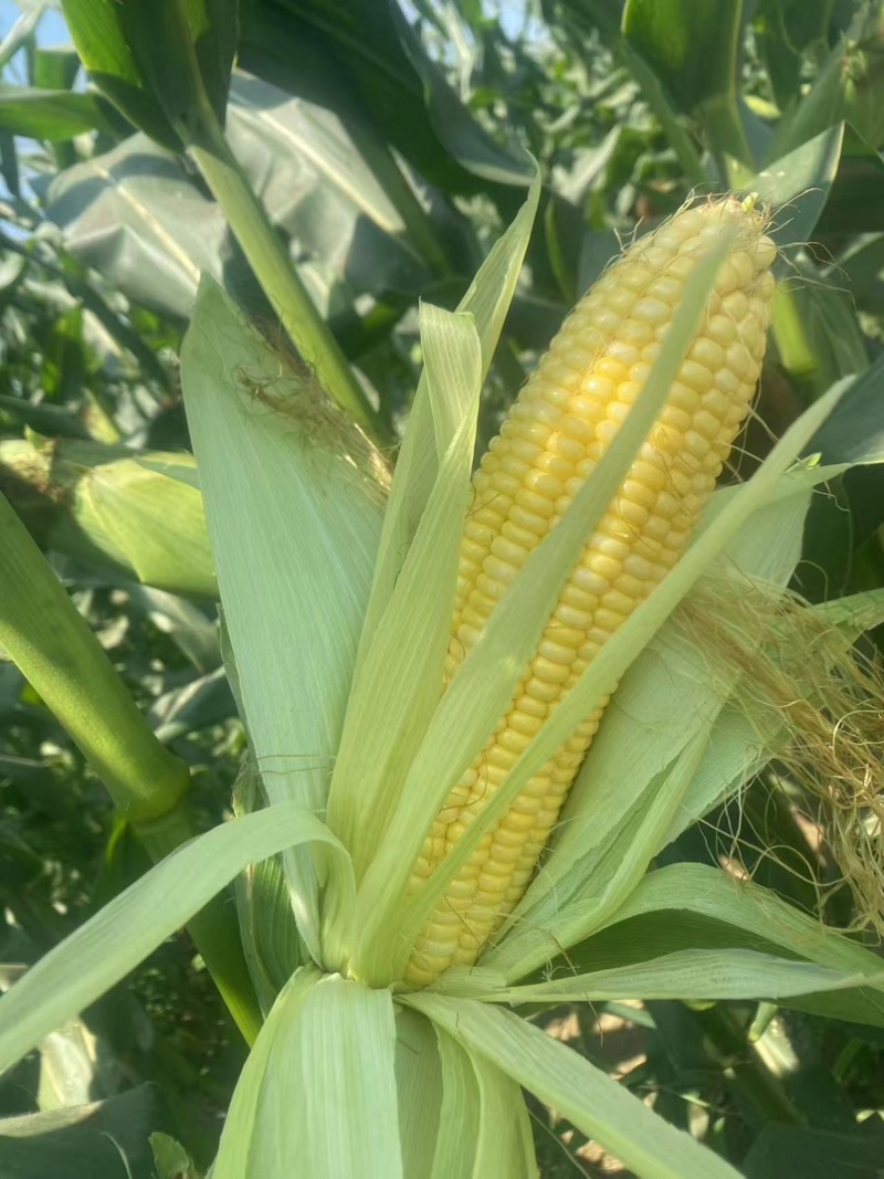 水果玉米产地直供棒大芯小玉米颗粒饱满现摘现发