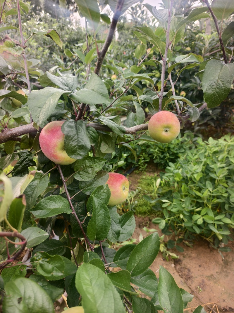 鲁丽苹果，早熟苹果，山东鲁丽苹果