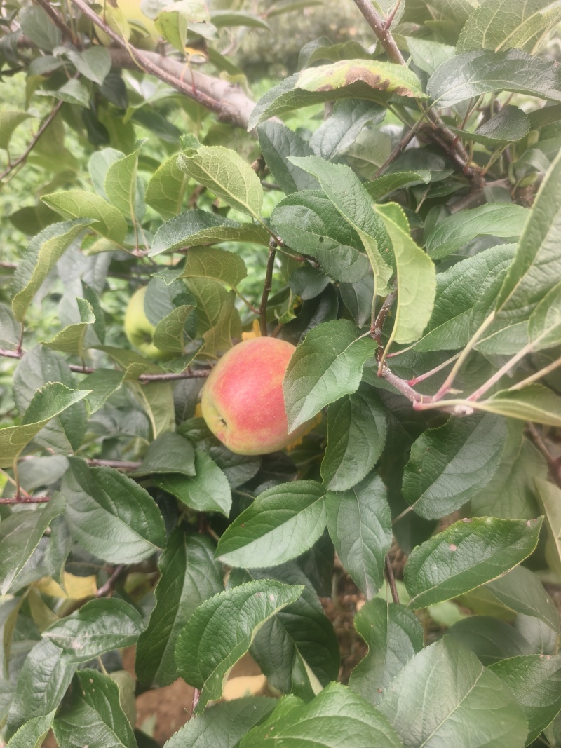 鲁丽苹果，早熟苹果，山东鲁丽苹果