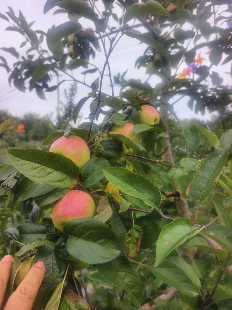 鲁丽苹果，早熟苹果，山东鲁丽苹果
