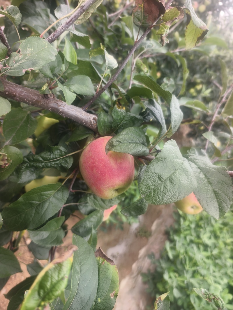鲁丽苹果，早熟苹果，山东鲁丽苹果