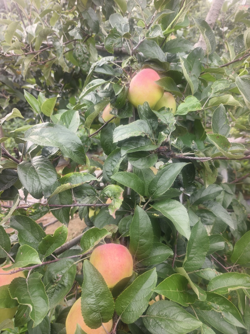 鲁丽苹果，早熟苹果，山东鲁丽苹果