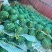 精品无籽美都西瓜大量上市品质保证量大从优一手货源