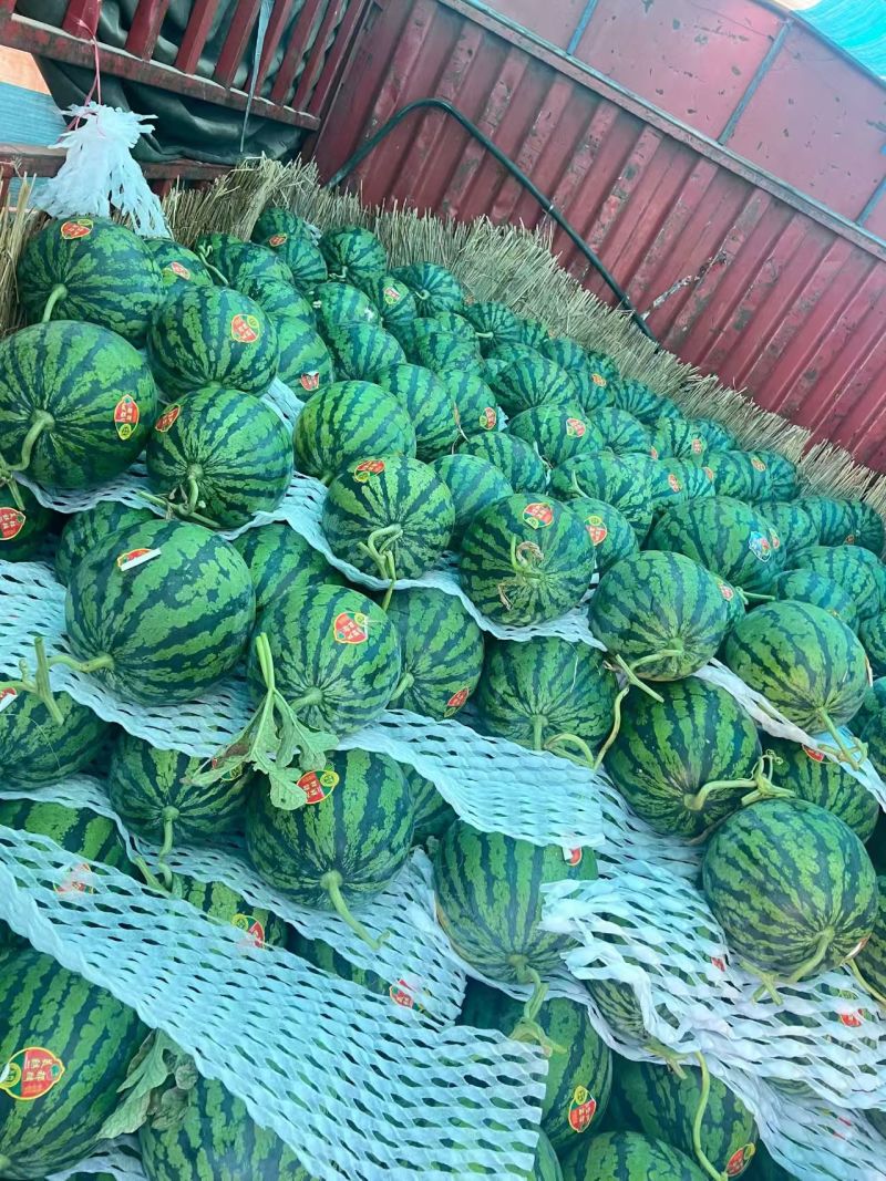 精品无籽美都西瓜大量上市品质保证量大从优一手货源
