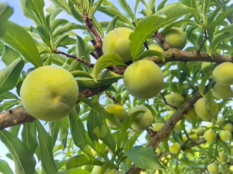 蜂糖李李子苗个大蜂蜜味
