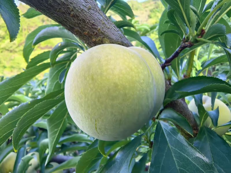 蜂糖李李子苗个大蜂蜜味