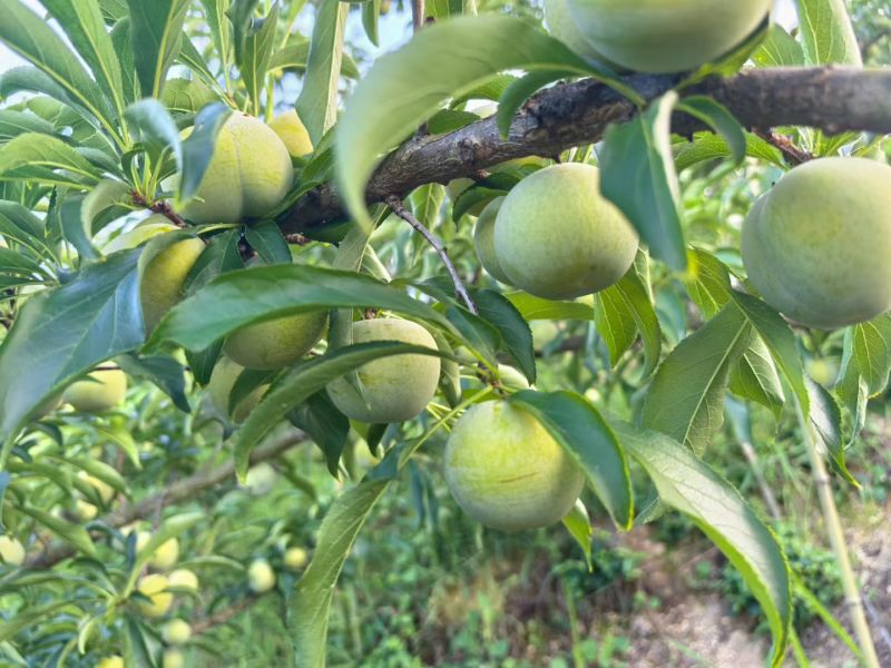 蜂糖李李子苗个大蜂蜜味