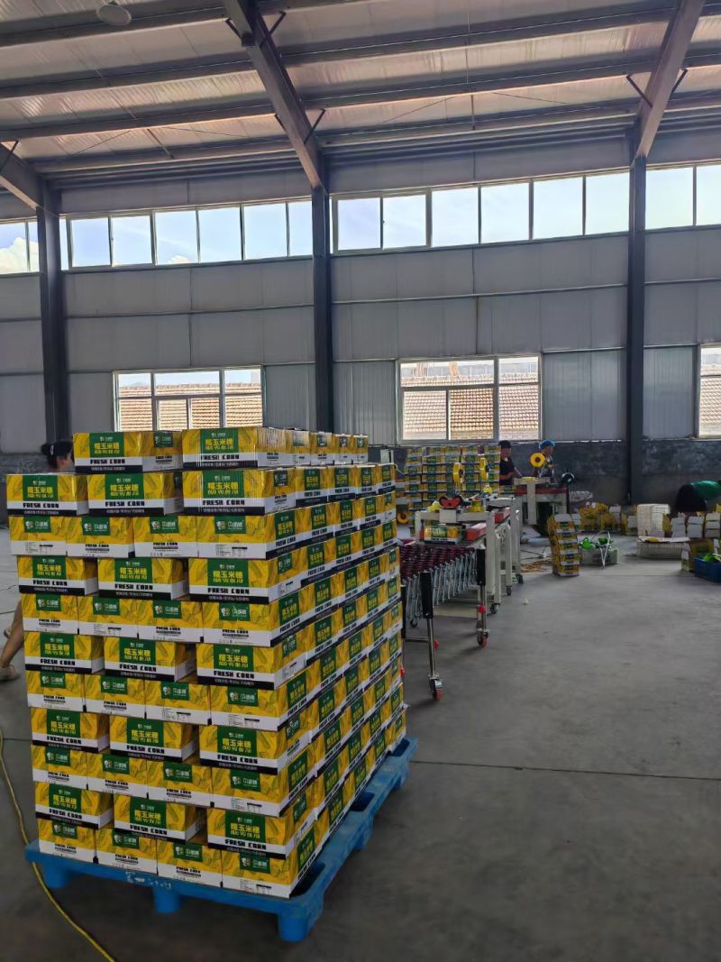 真空糯玉米大量有货基地直供品质优新鲜现摘可视频看货欢迎咨