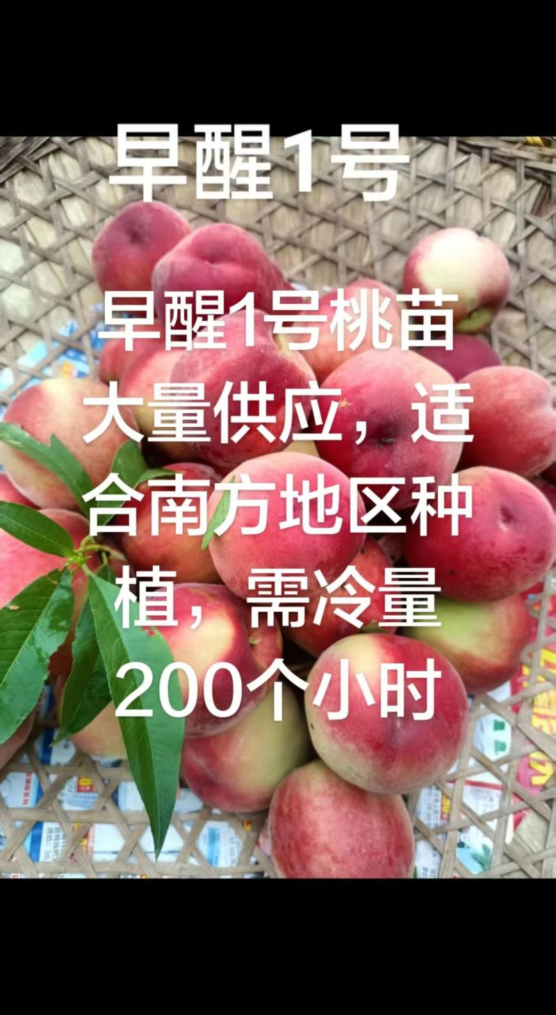 早醒1号桃苗特早质优