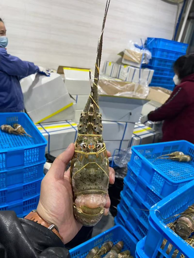冻小青龙，全规格有货